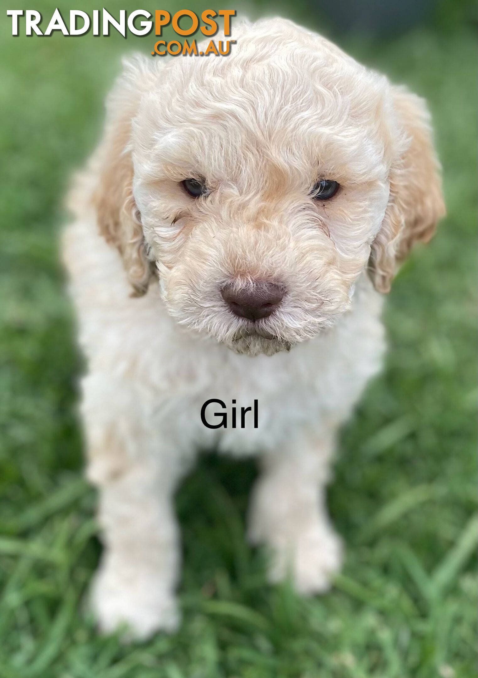 Lagotto