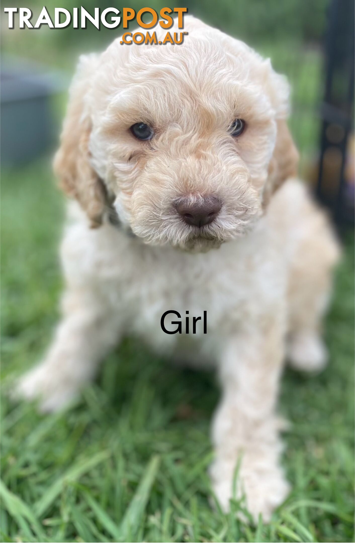 Lagotto