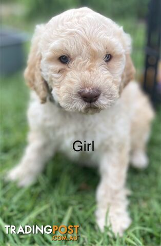 Lagotto