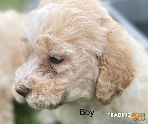 Lagotto