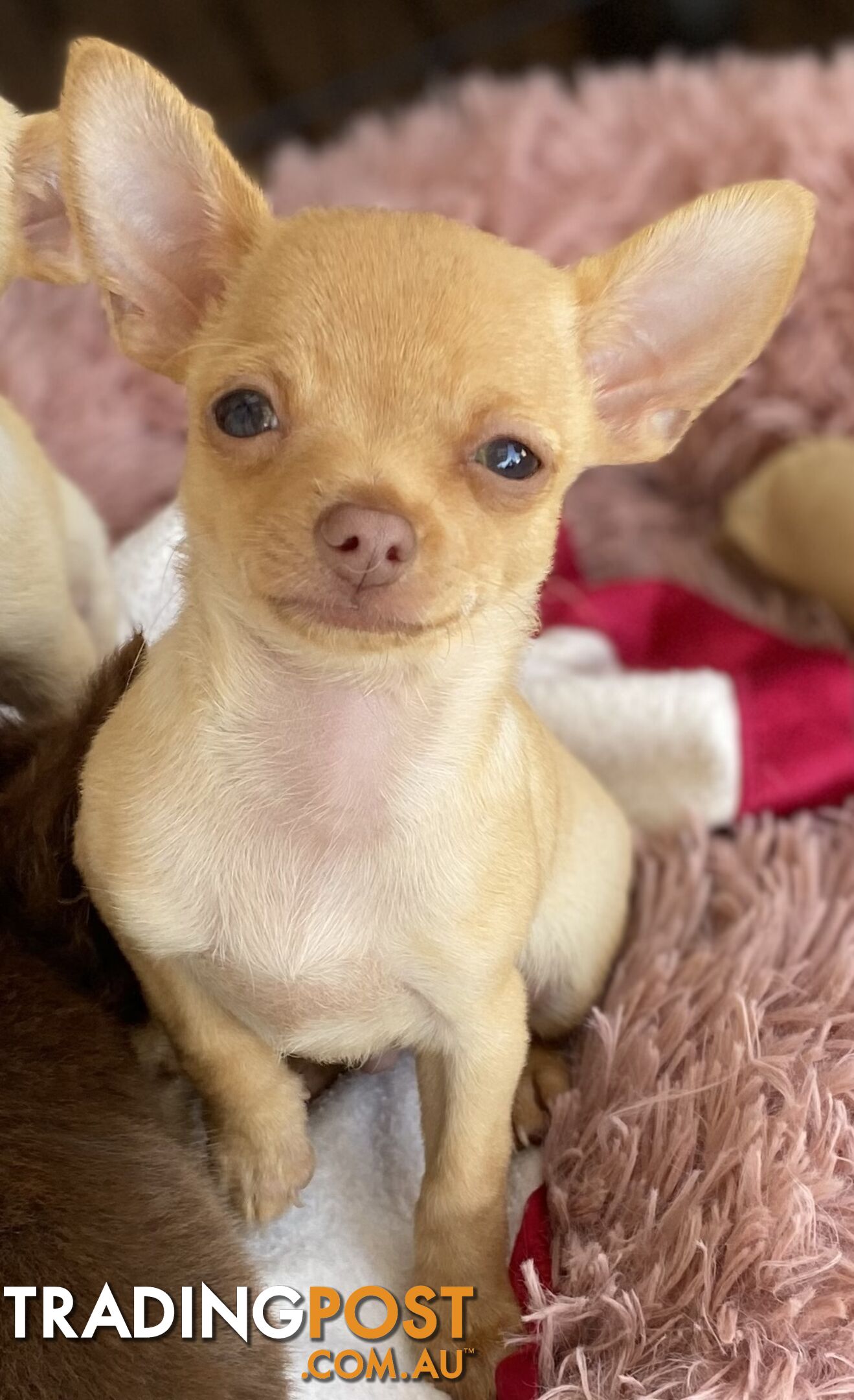 Pure chihuahua