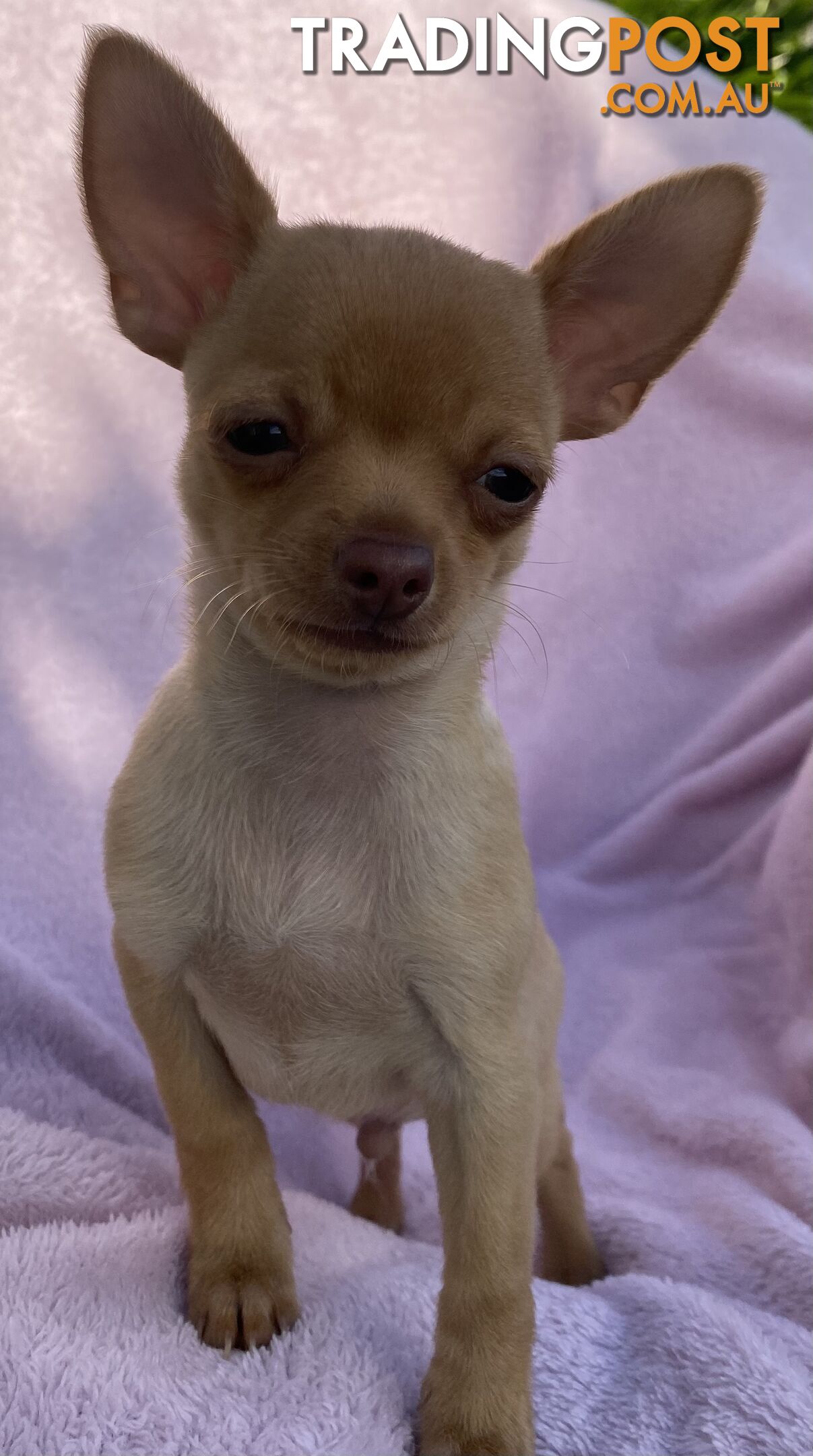 Pure chihuahua