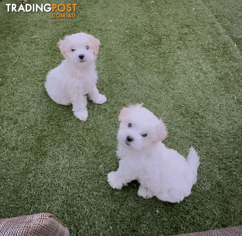 Maltese & Shihtzu Puppies