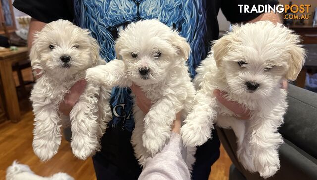 Maltese &amp; Shihtzu Puppies