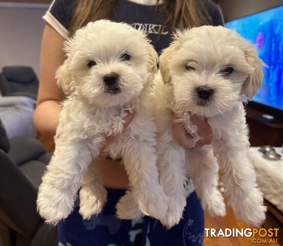 Maltese &amp; Shihtzu Puppies