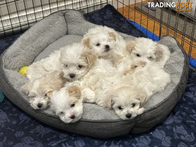 Maltese & Shihtzu Puppies