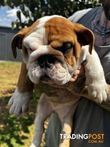 British bulldog puppies