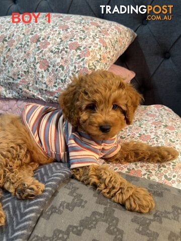 Cavoodle Puppies FOR SALE