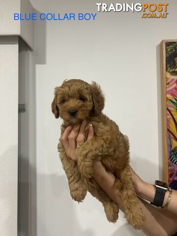 X4 Gorgeous Cavoodle Puppies