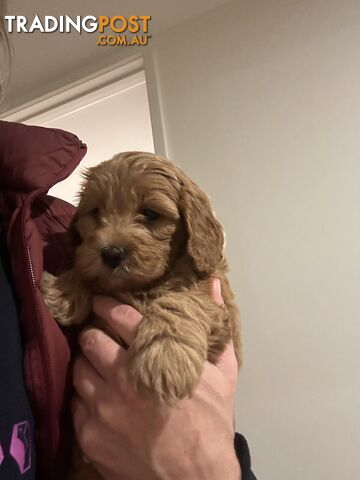 Toy Cavoodle Pups