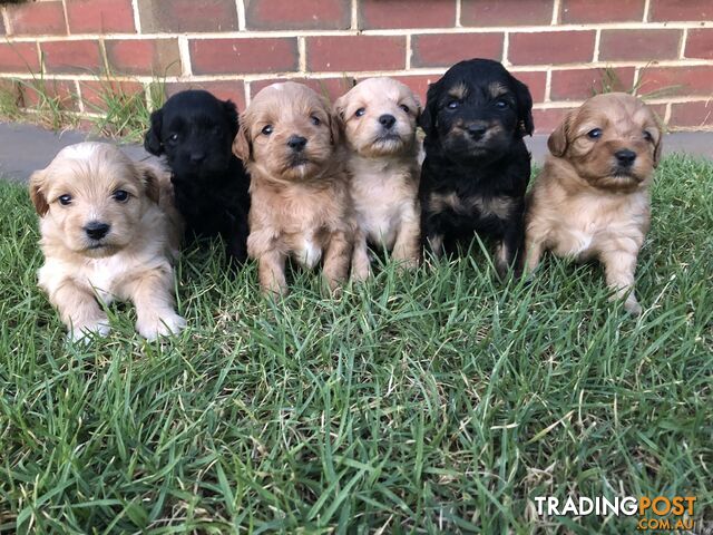 Maltese Shih Tzu x toy poodle (Shmoodle)