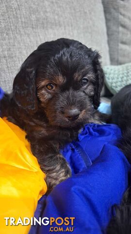 Toy Cavoodles For Sale