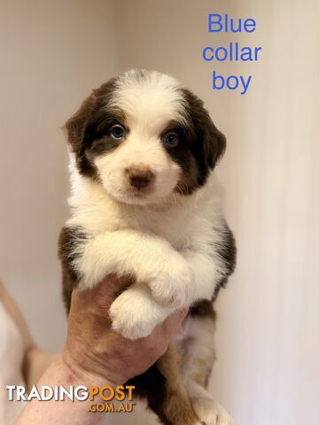 Purebred Long-haired Border Collies
