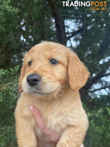 Standerd Groode Standard Groodle puppies