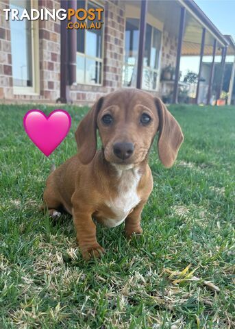 Miniature Dachshund puppies