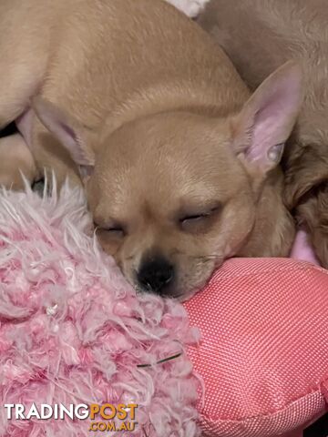 Purebred Chihuahua Puppy