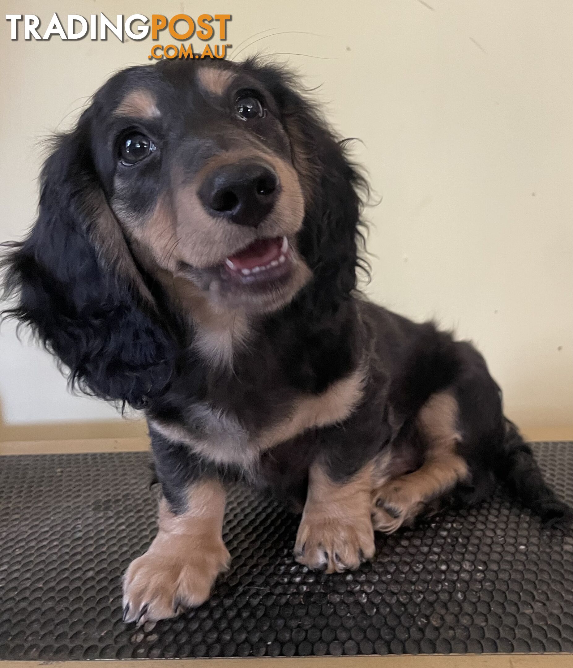 Long Hair Dachshund Puppies