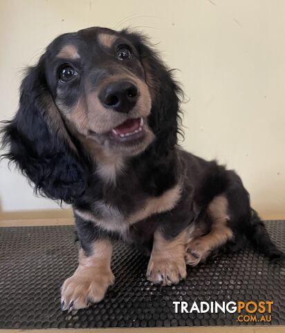 Long Hair Dachshund Puppies