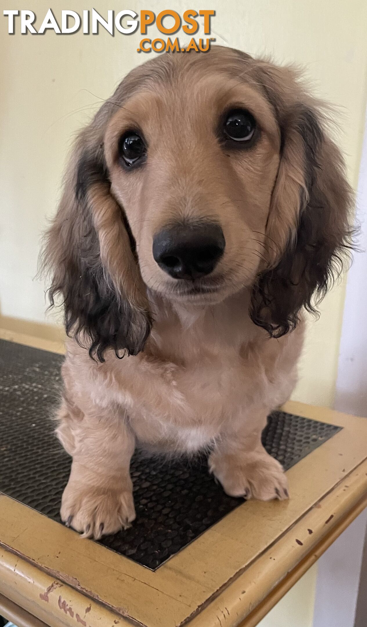 Long Hair Dachshund Puppies