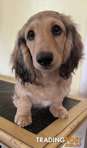 Long Hair Dachshund Puppies