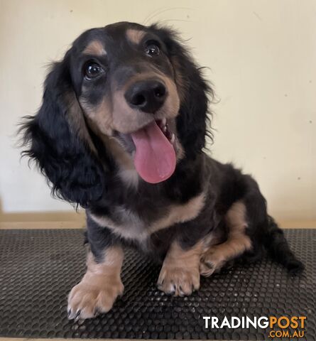 Long Hair Dachshund Puppies