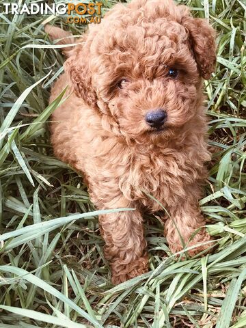 Purebred Toy poodle puppies for sale