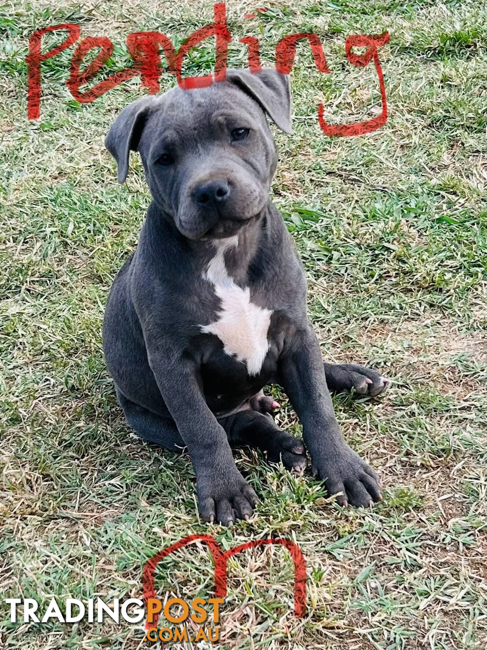 Pure Blue English Staffy Pups