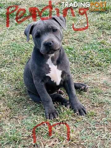 Pure Blue English Staffy Pups