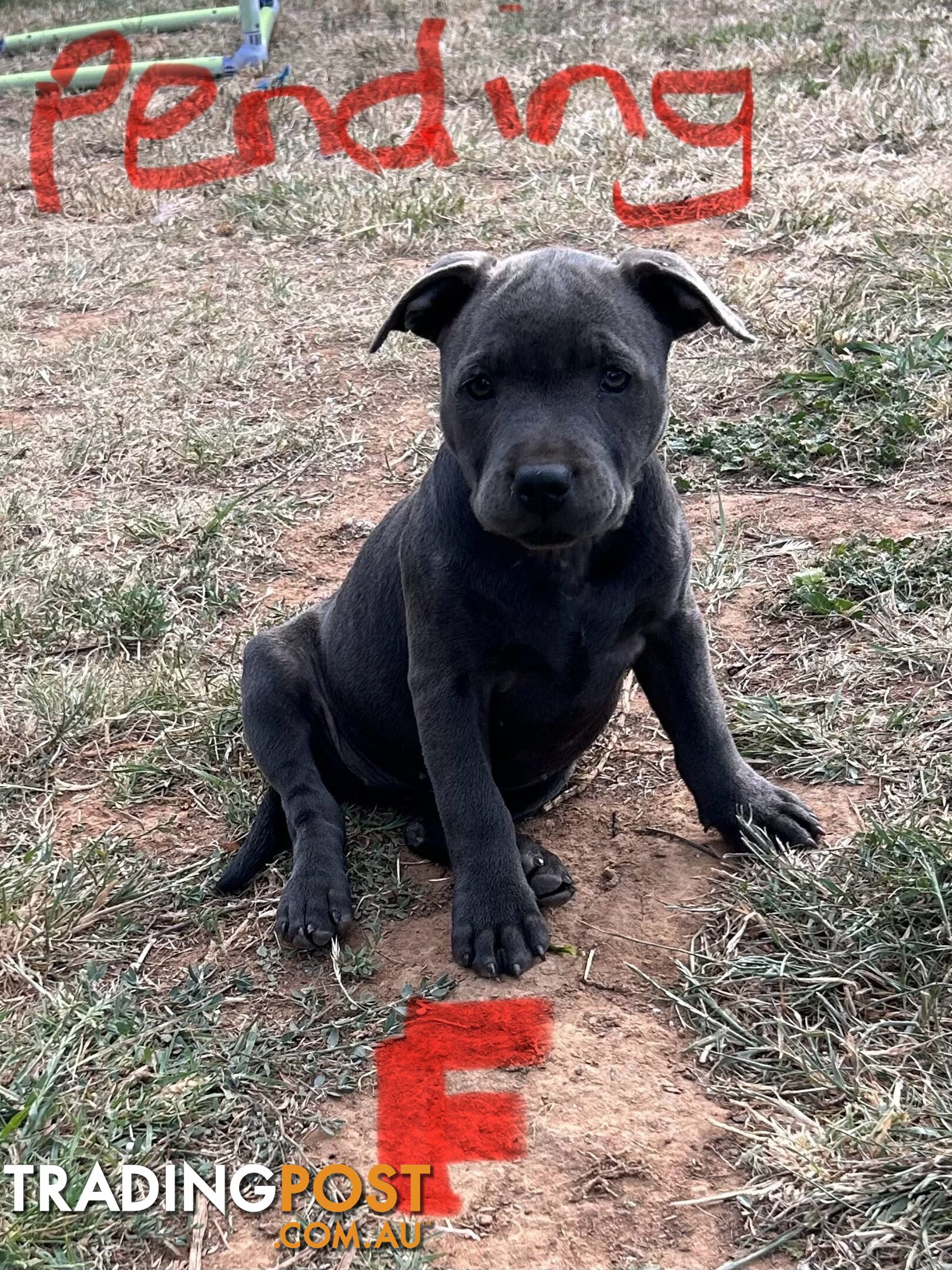 Pure Blue English Staffy Pups