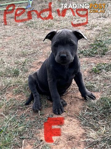 Pure Blue English Staffy Pups