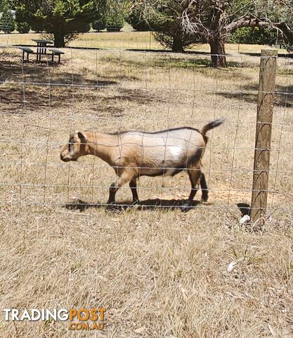 Registered pygmy goats for sale