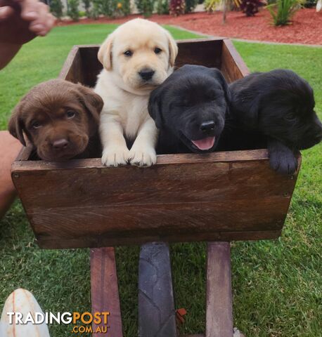 Adorable Labrador Puppies for Sale