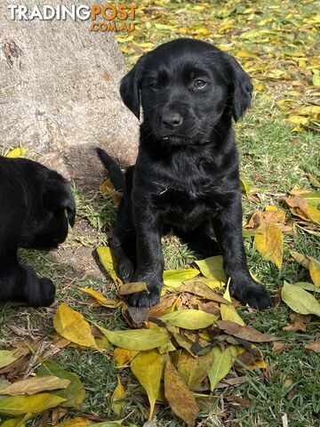 Groodle/ Border collie puppies