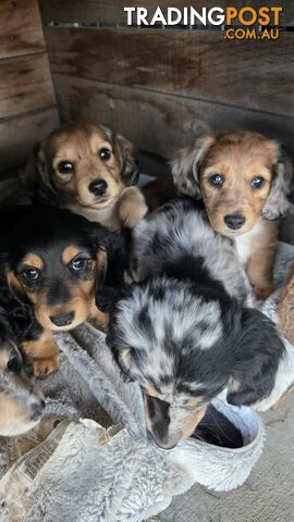 Miniature Long Hair Dachshund Puppies