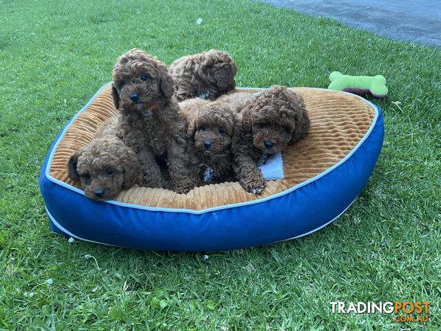 Gorgeous ruby red cavoodle puppies