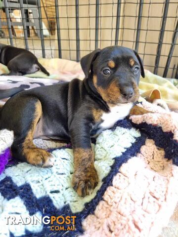 2 Rottweiler X Cattle Dog puppies for sale