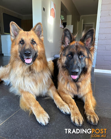 German Shepherd Puppy