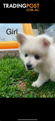 Pomeranian Puppies