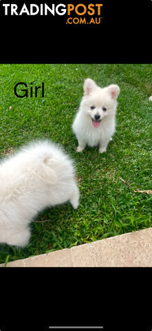 Pomeranian Puppies