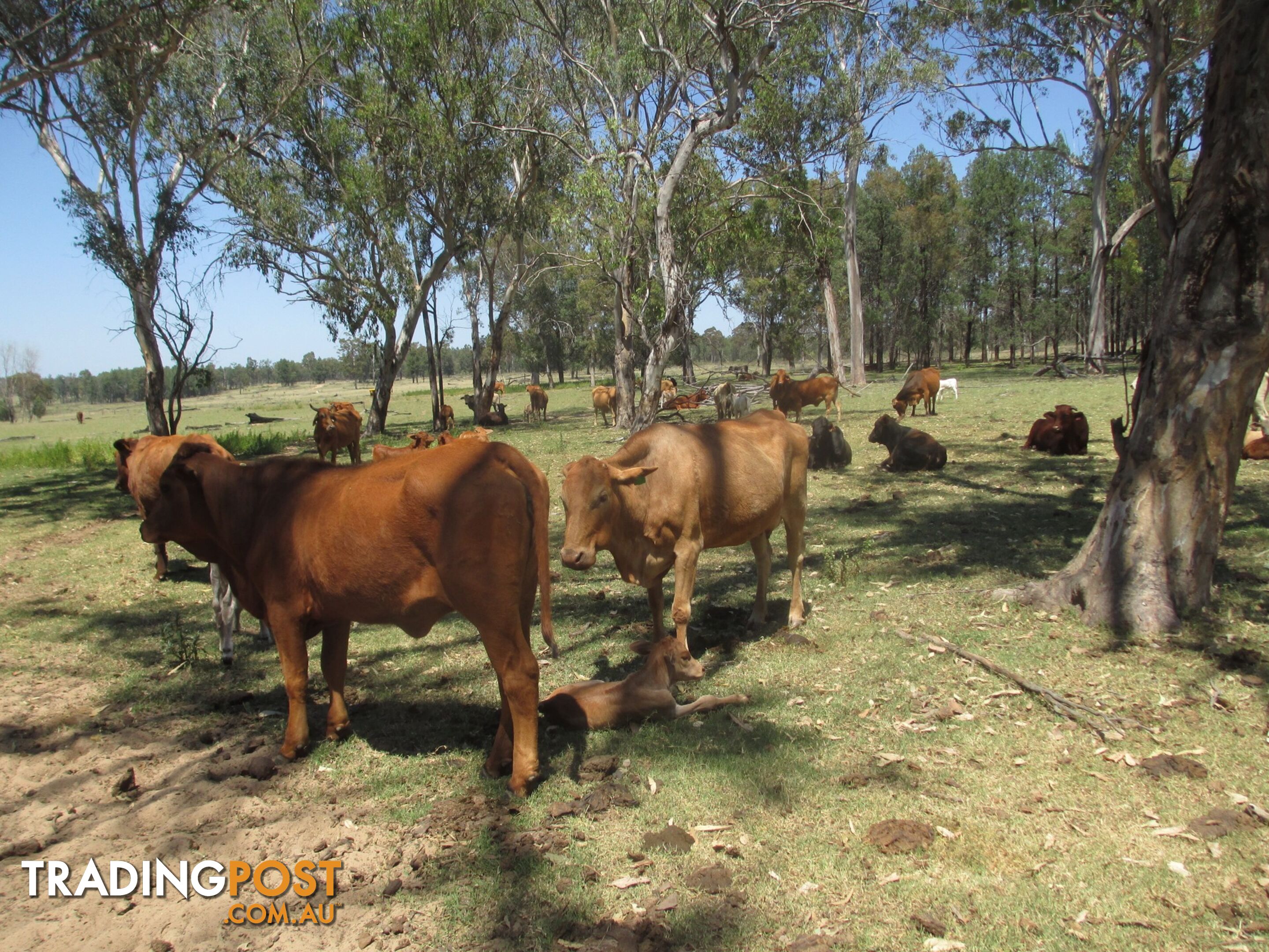 'Mt Hetty' Saddlers Road INJUNE QLD 4454