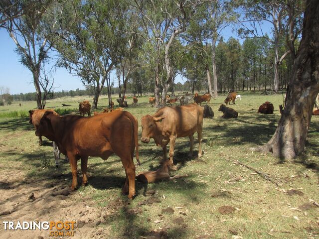 'Mt Hetty' Saddlers Road INJUNE QLD 4454