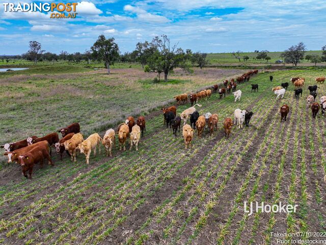 1408 "Bindango" - Bindango Road ROMA QLD 4455