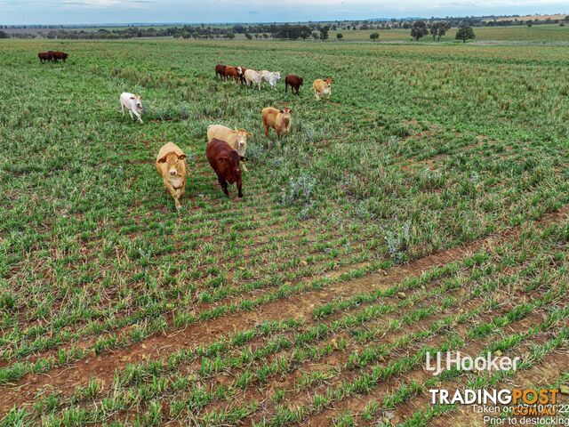 1408 "Bindango" - Bindango Road ROMA QLD 4455