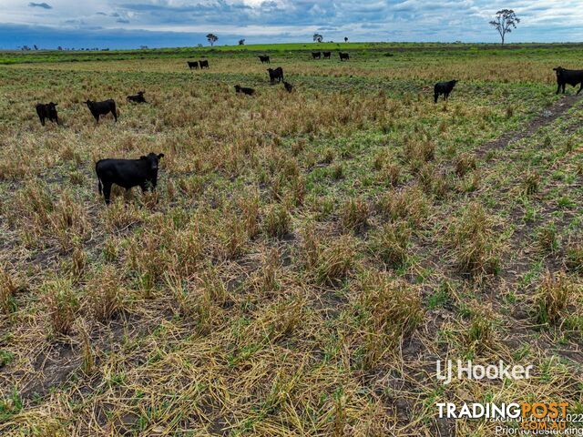 1408 "Bindango" - Bindango Road ROMA QLD 4455