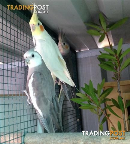 Aviary Cockatiels - 10 mnths and 6 yr old Breeding Pair