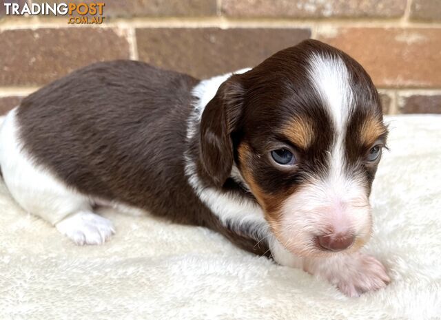 Longhair Miniature Dachshund Puppies