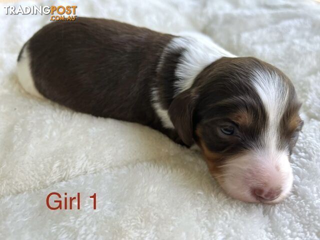 Longhair Miniature Dachshund Puppies