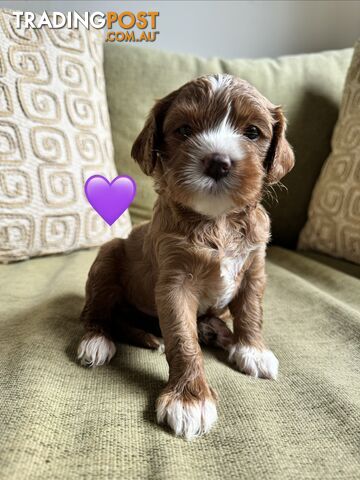 🐶 Beautiful Mini Cavoodle Puppies – Calliope QLD 🐾