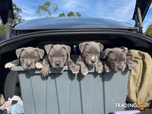 MAIN Pedigree papers Purebred blue American staffy female puppies