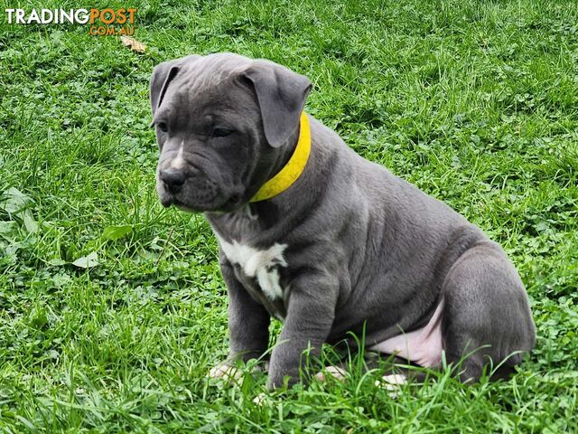 MAIN Pedigree papers Purebred blue American staffy female puppies